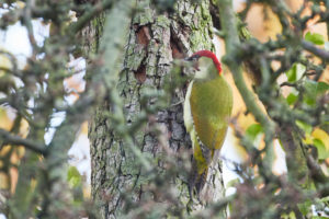 Green woodpecker, Picus viridis Green woodpecker, Picus viridis